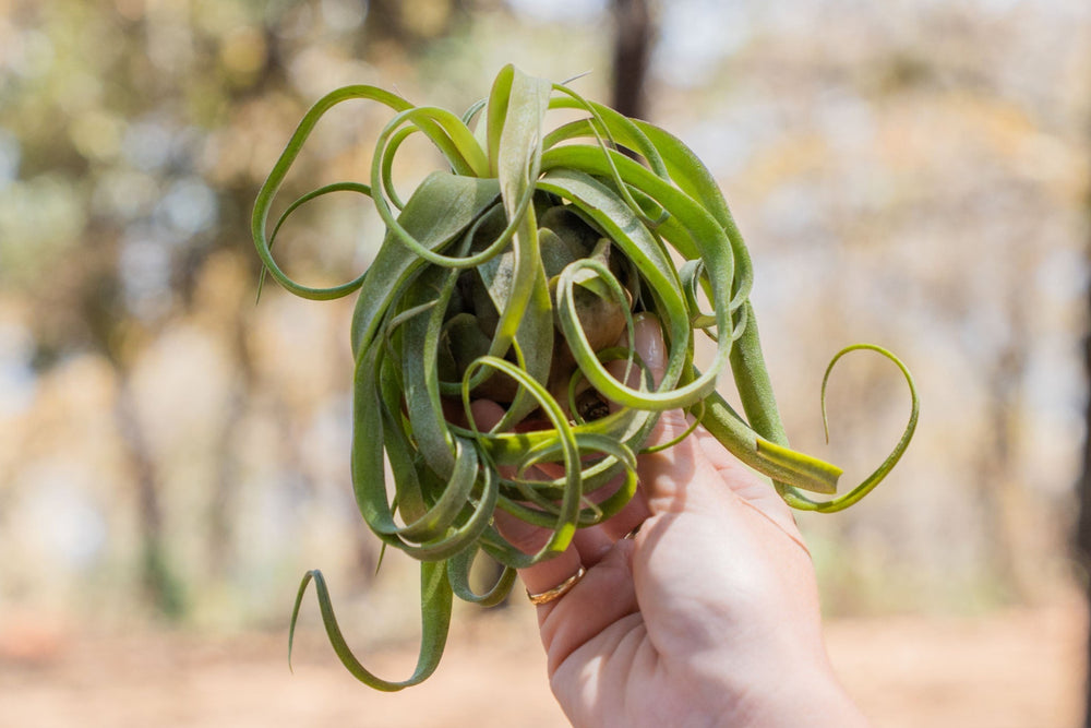 hand holding a tillandsia streptophylla air plant