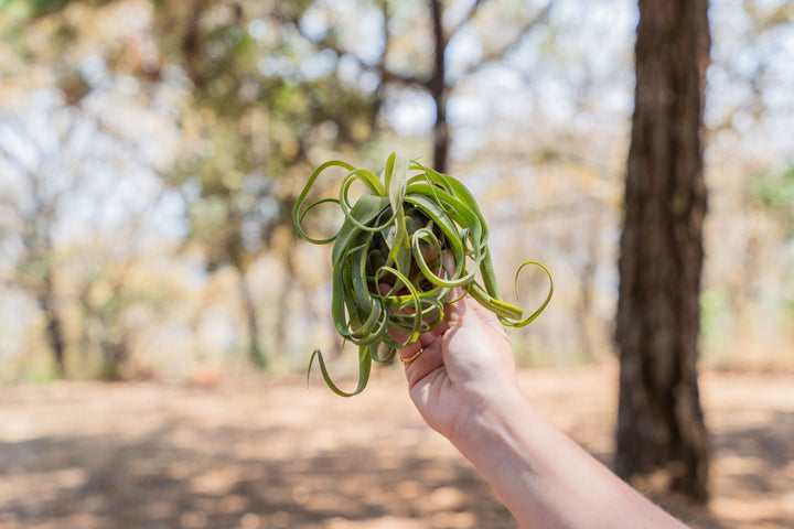 Sale: 30% Off - Tillandsia Streptophylla Air Plants [3, 6 or 9 Pack]