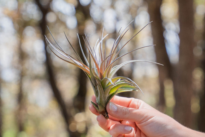 hand holding a tillandsia aeranthos x stricta hybrid air plant
