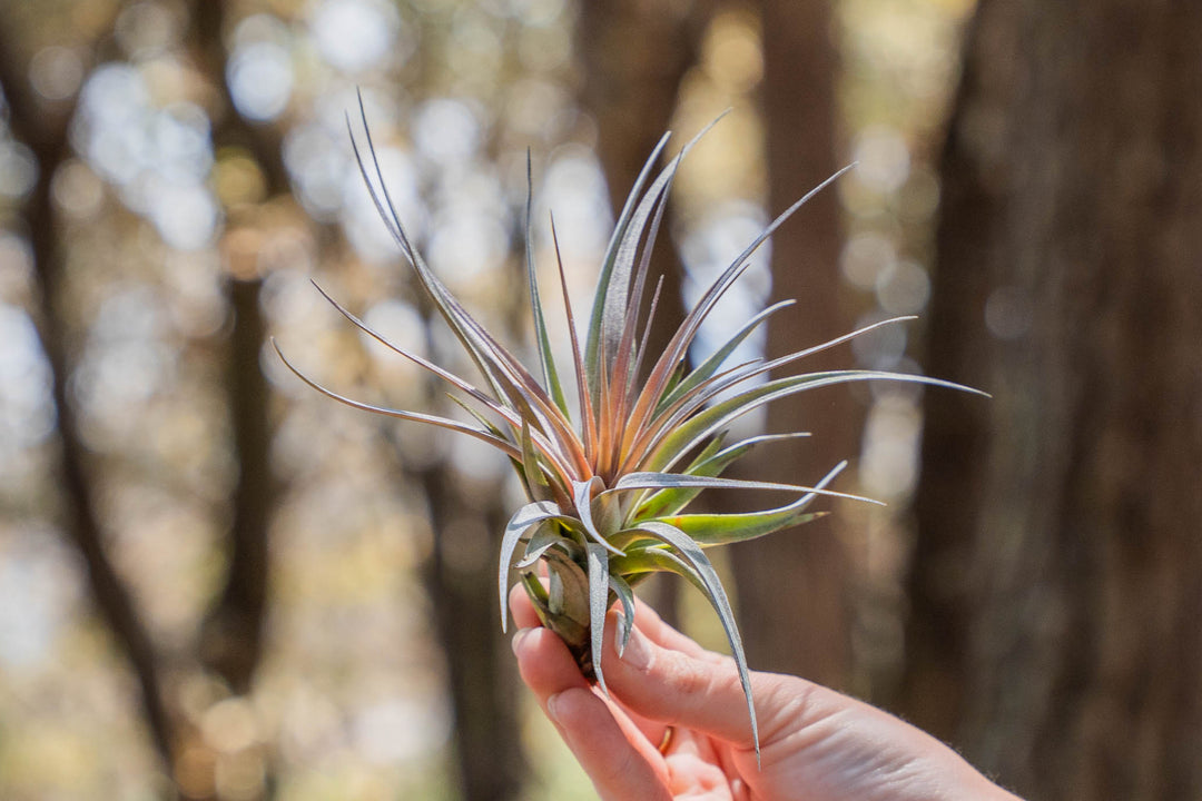 silk air plants Tillandsia Stricta 'Green' Hybrid Air Plant