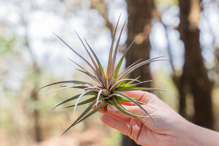 hand holding a tillandsia aeranthos x stricta hybrid air plant