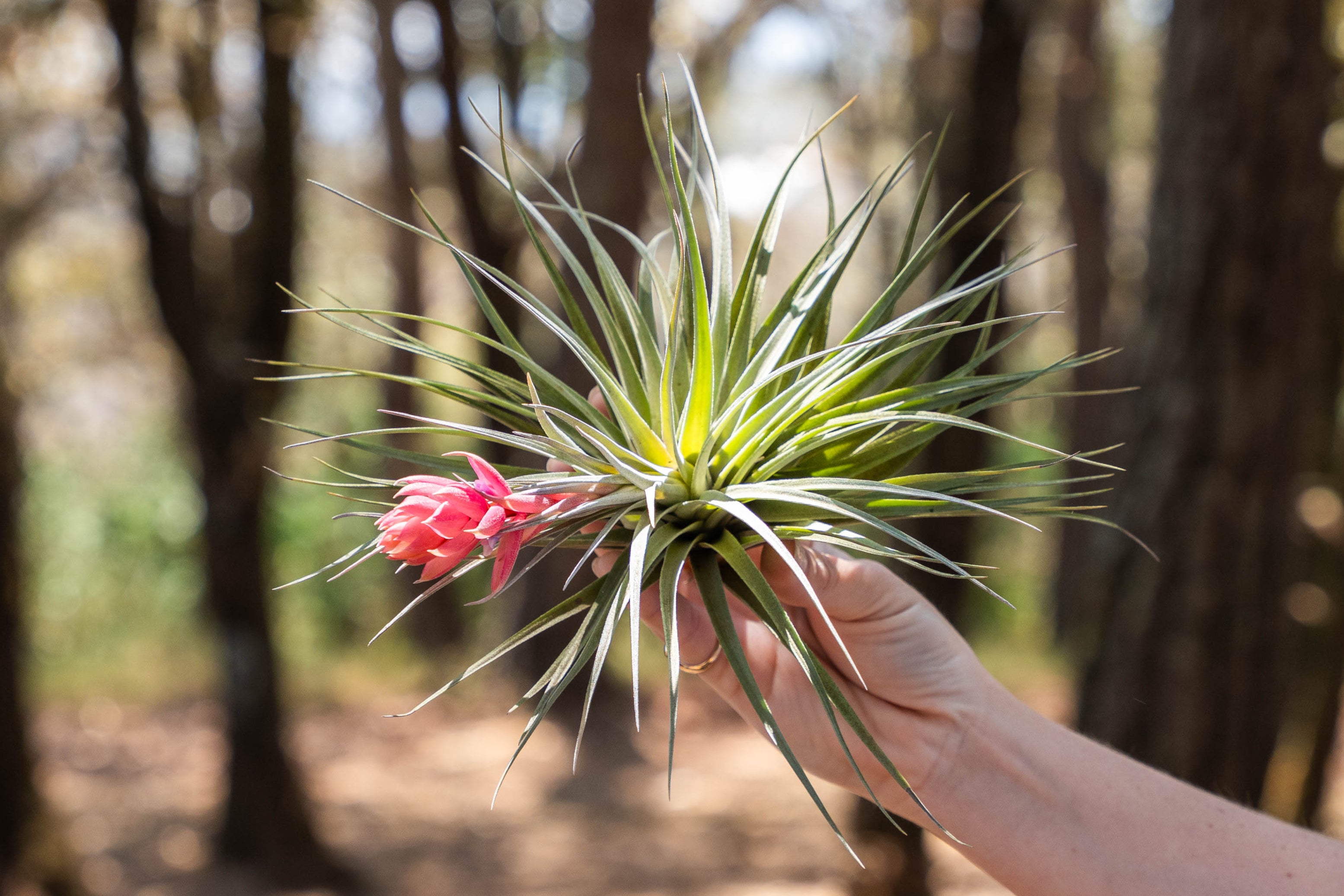 Tillandsia Stricta Hybrid Air Plants – Air Plant Shop