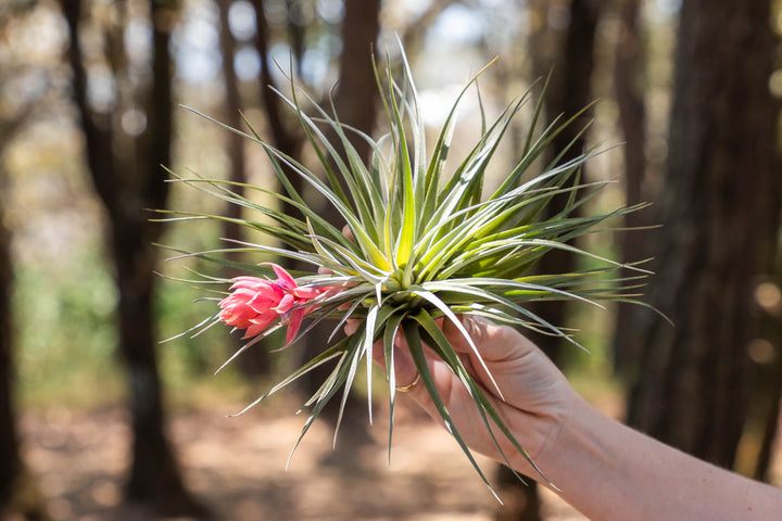 hand holding a tillandsia stricta gray air plant with a giant pink bloom spike