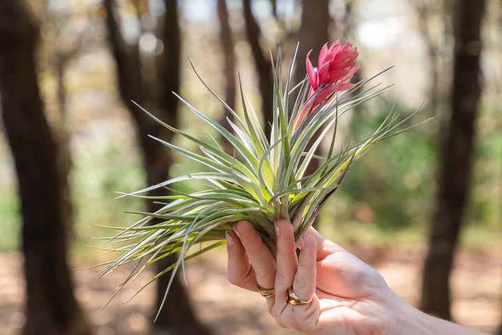 hand holding a tillandsia stricta gray air plant with giant pink bloom spike