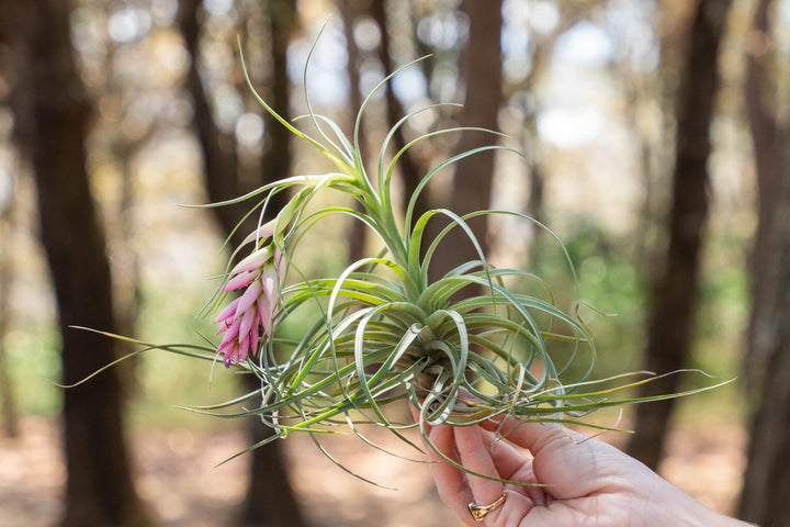 hand holding a tillandsia stricta soft hybrida air plant