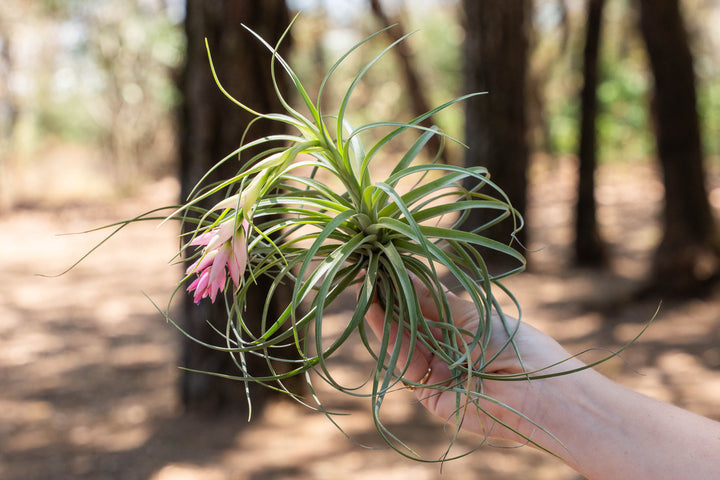 hand holding a tillandsia stricta soft air plant