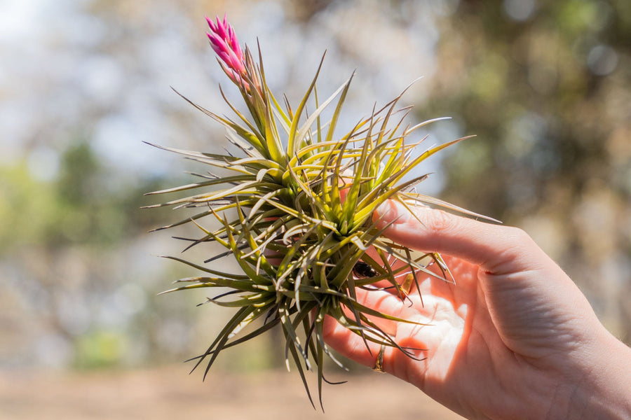 hand holdings a tillandsia tenuifiolia air plant clump with pink bloom spike