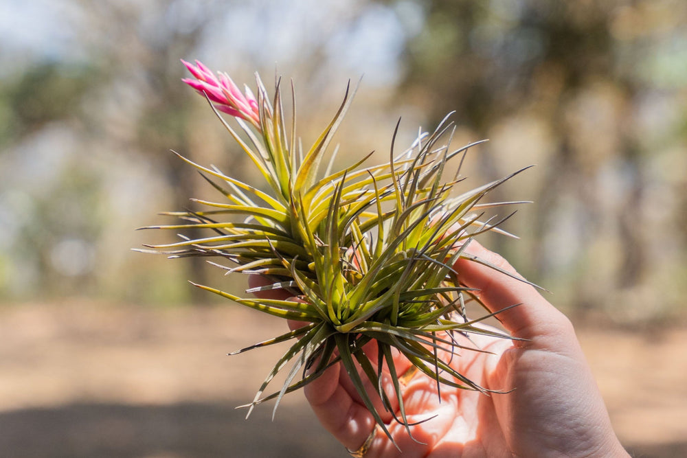 hand holdings a tillandsia tenuifiolia air plant clump with pink bloom spike