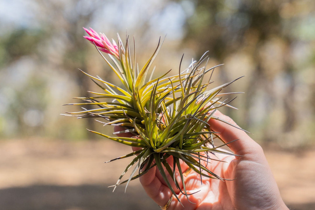 hand holdings a tillandsia tenuifiolia air plant clump with pink bloom spike