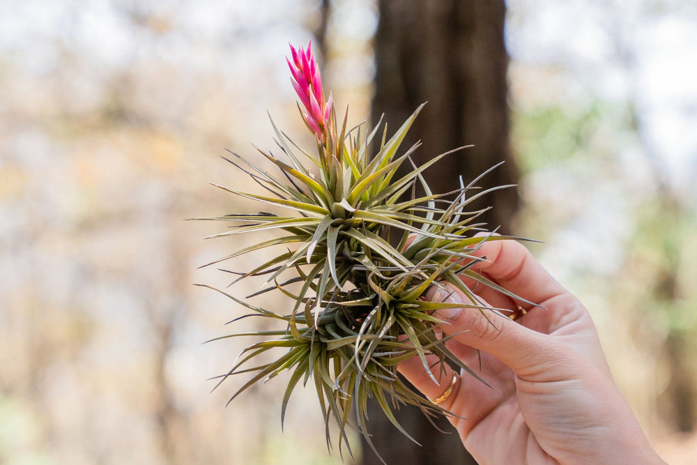 hand holding a tillandsia tenuifolia clump air plant