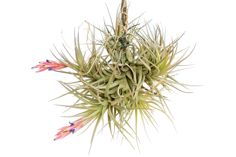 Tillandsia Tenuifolia hanging clump air plant