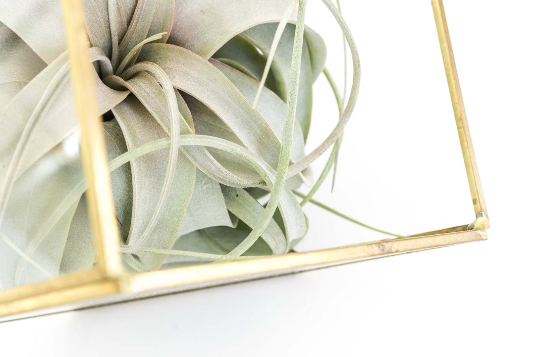 Heptahedron Tillandsia Air Plant Terrarium - Geometric Design with 7 Sides