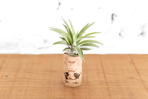 Magnetic Wine Cork Planter with Tillandsia Air Plants [Single]