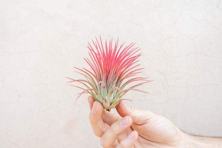 blushing xl ionantha rubra air plant