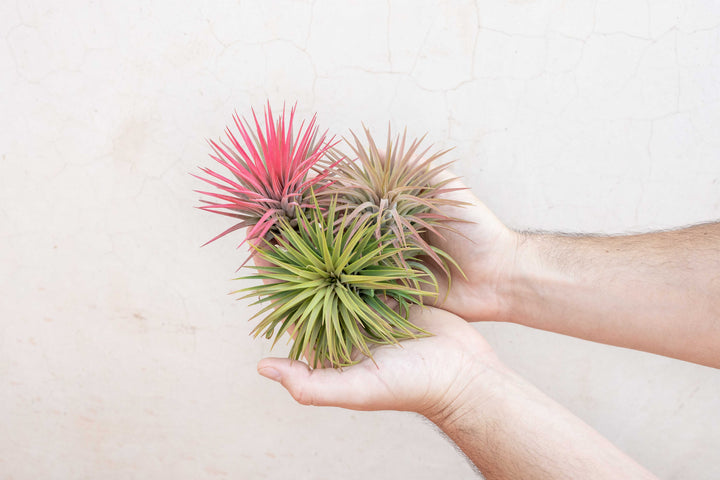 three xl tillandsia ionantha rubra air plants