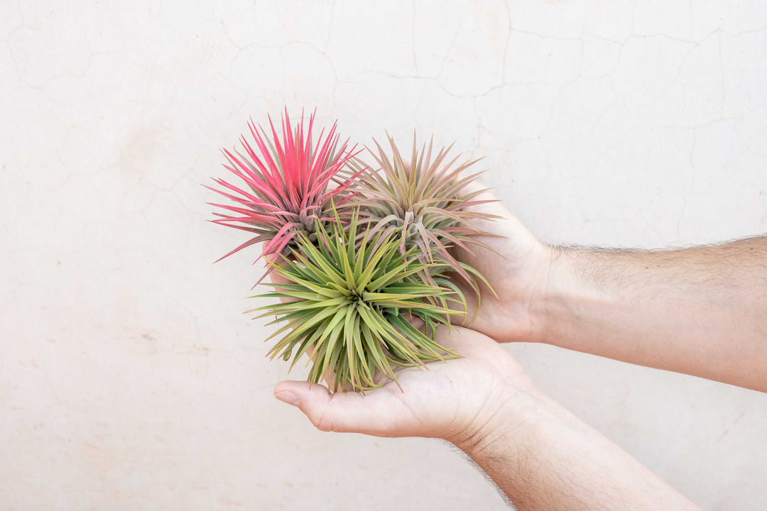 xl air plant XL Tillandsia Ionantha Rubra Air Plants