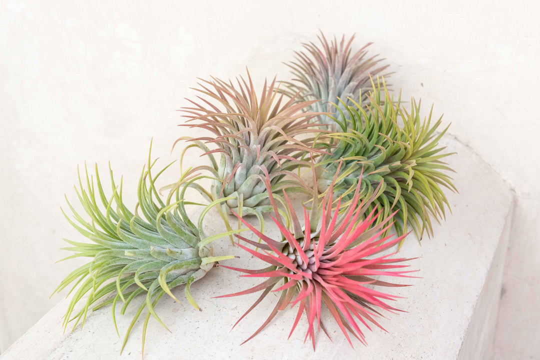 five xl tillandsia ionantha rubra air plants