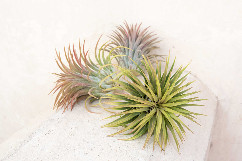 three xl tillandsia ionantha rubra air plants