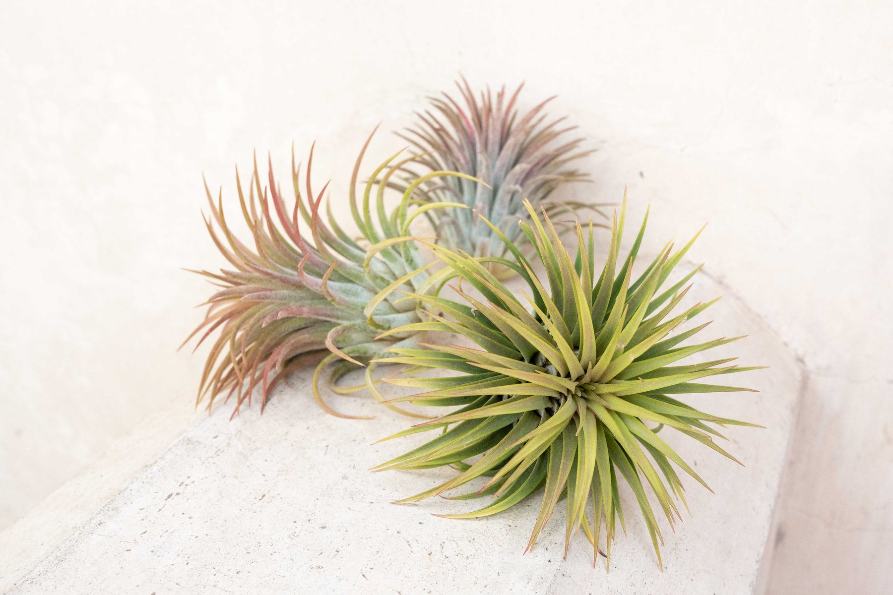 Earthlingz Ionantha Air Plant Kit - Living Plant With Character Pot & Sticker Accessories