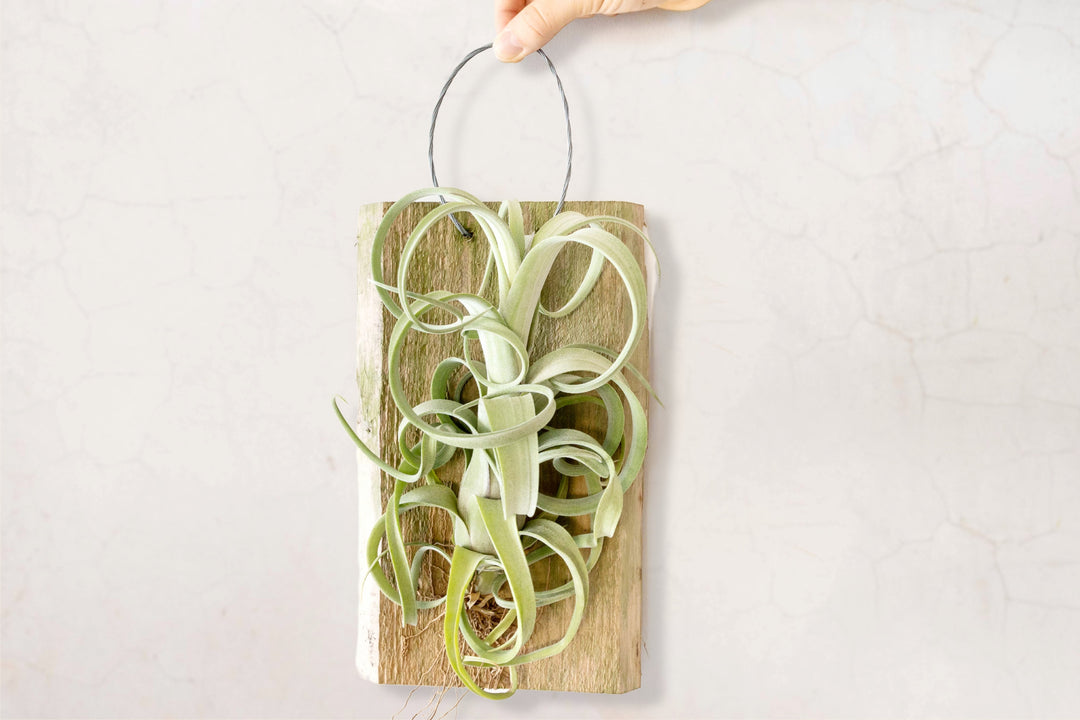 Tillandsia Air Plants Curly Slim Hanging Plank