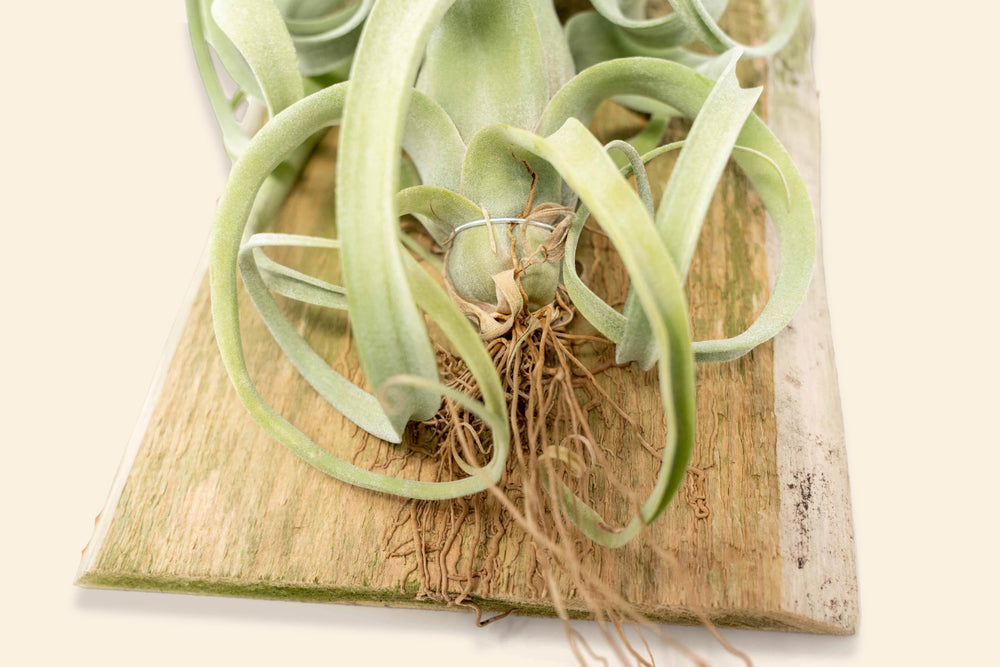 Tillandsia Air Plants Curly Slim Hanging Plank