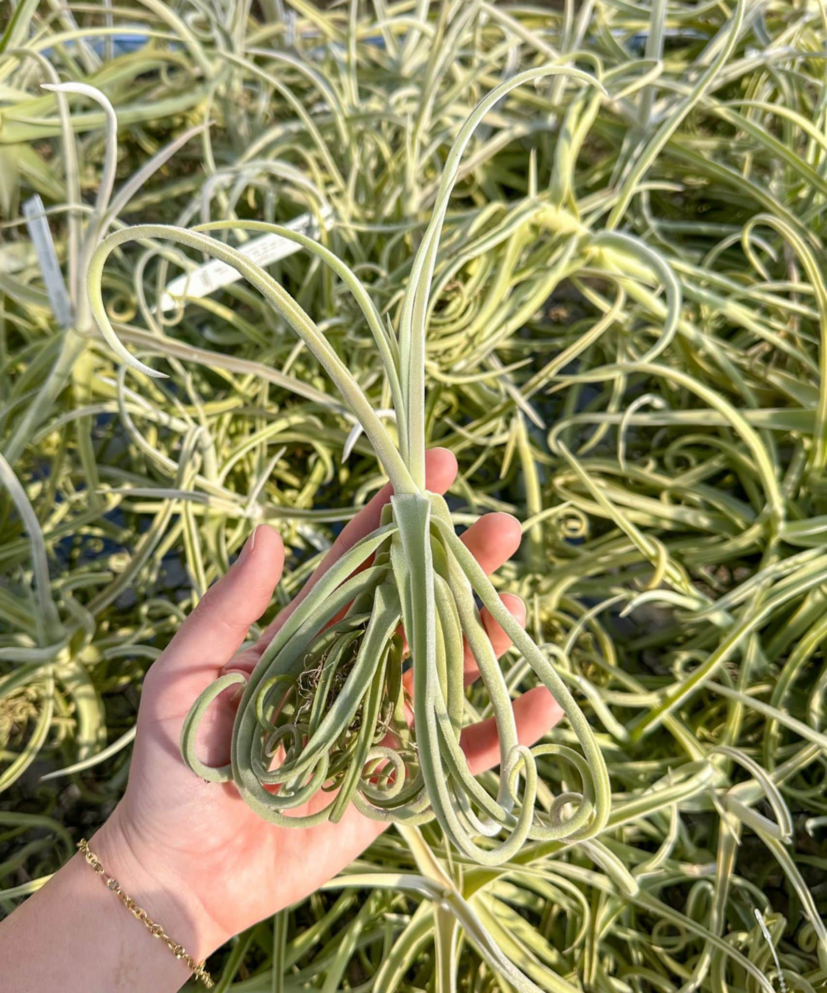 Unique Tillandsia Duratii - Thick, Curly Leaves - Limited