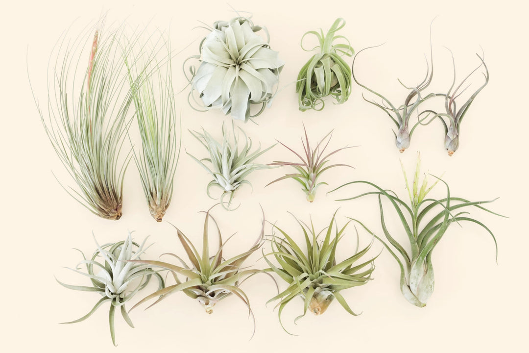 Collection of various air plants on a light beige background