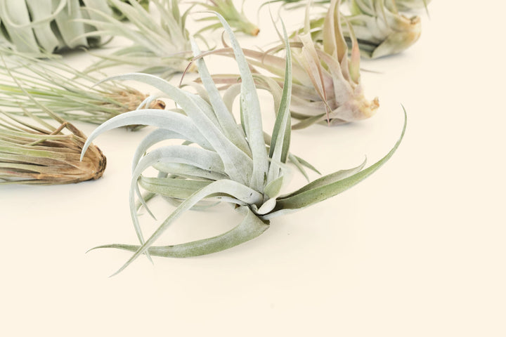 Air plants on a light beige background