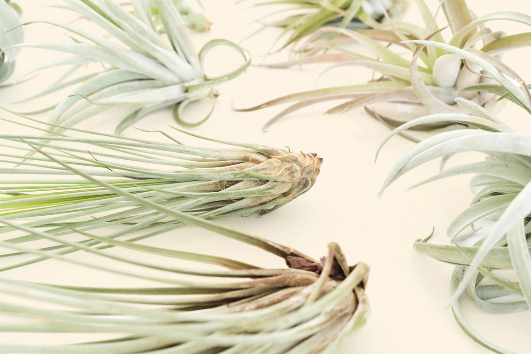 tillandsia air plant juncea close up