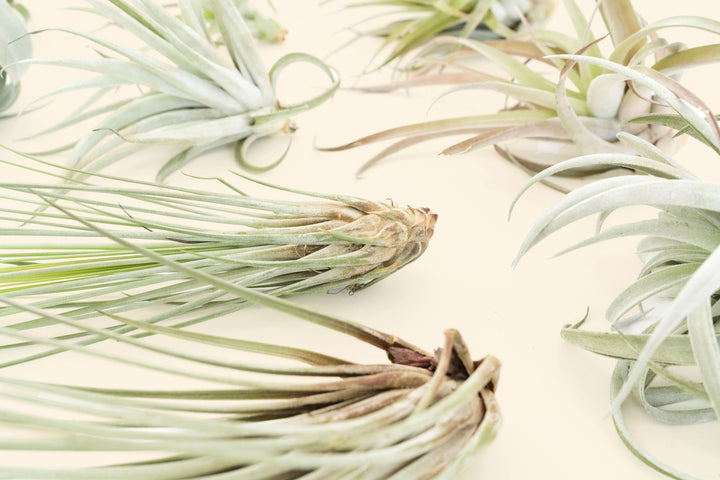 tillandsia air plant juncea close up