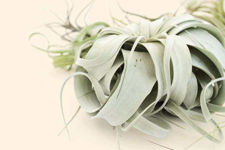 tillandsia air plant xerographica close up