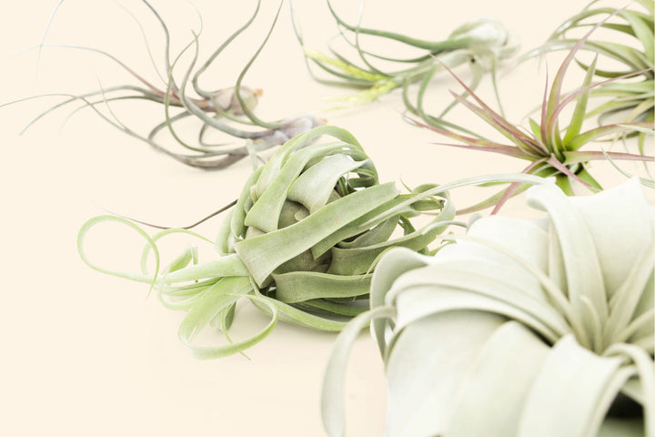 tillandsia air plant streptophylla close up