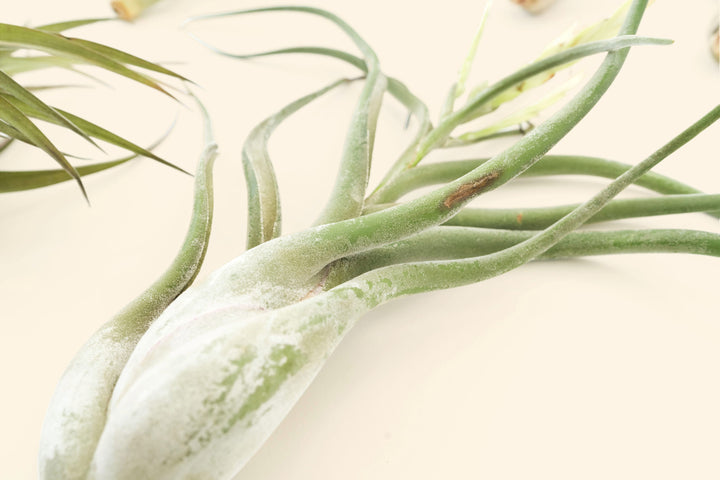 tillandsia caput medusae air plant close up