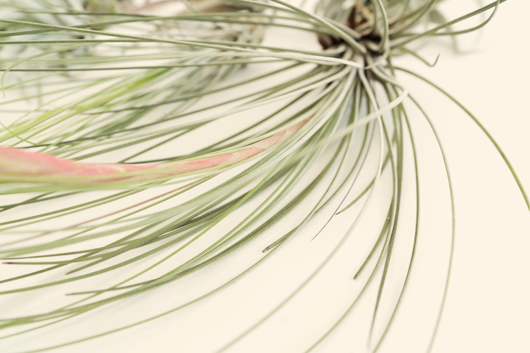 tillandsia air plant juncea close up