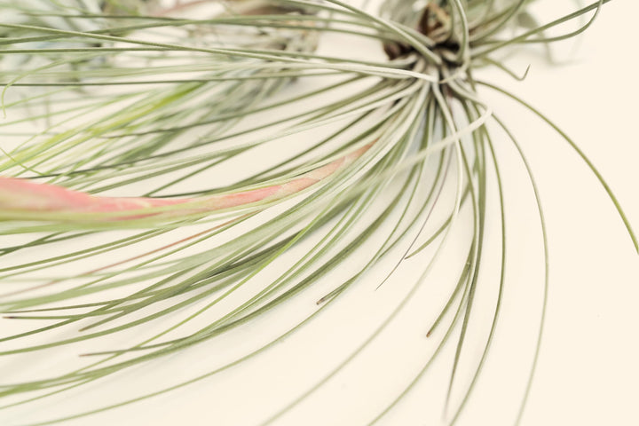 tillandsia air plant juncea close up