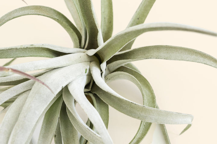 Tillandsia air plant harrisii close up