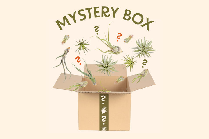 Tillandsia Air Plants Mystery Box