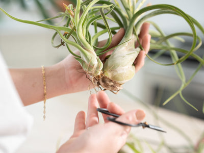 Air Plant Resources