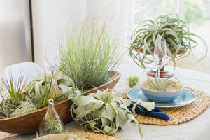 tillandsia air plants table displays and centerpieces