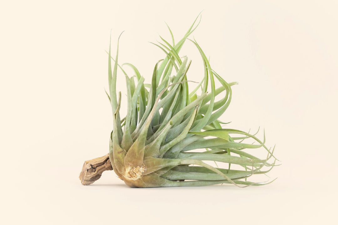 Tillandsia Capitata Salmon Air Plants