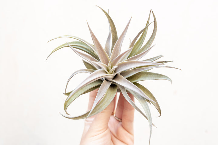 Wholesale: Best Seller Air Plant & Display Variety Bundle