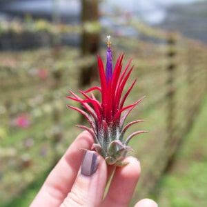 Tillandsia Ionantha Fuego Air Plants [Single Plant]