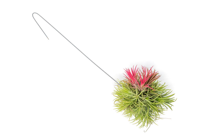 Tillandsia Ionantha Fuego Hanging Cluster