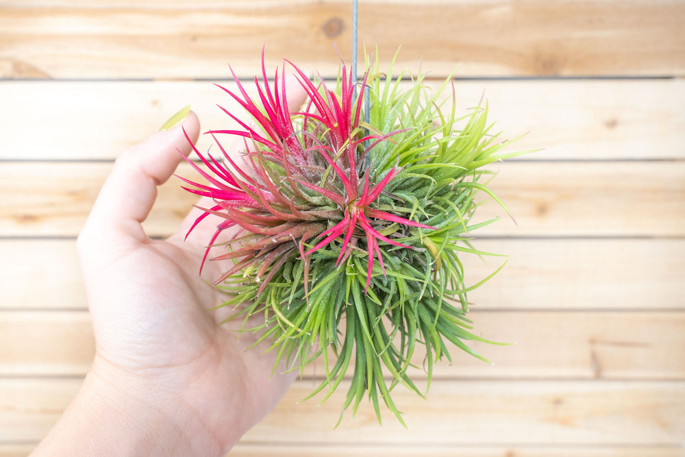 Tillandsia Ionantha Fuego Hanging Cluster