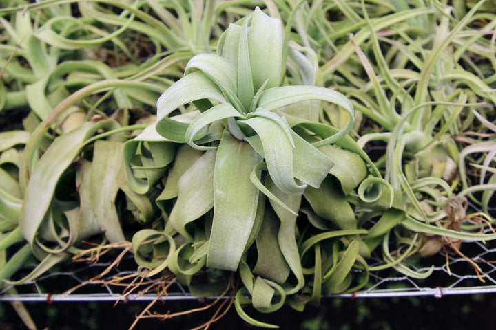 medium curly tillandsia streptophylla air plant on a shelf at the farm