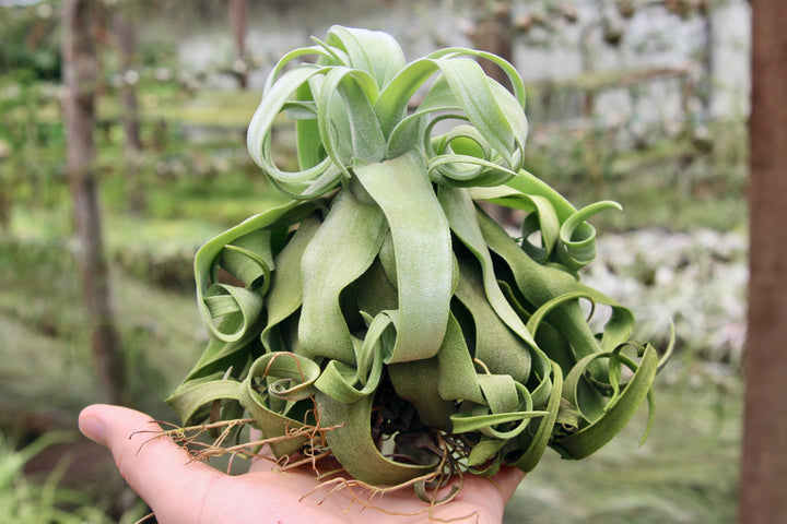 Tillandsia Streptophylla Pure Air Plants - Collector's Variety [Single Plant]