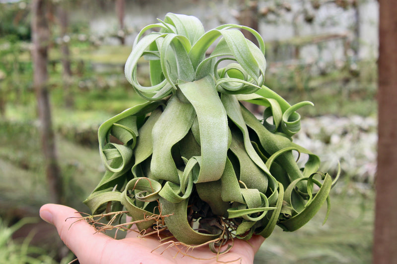 Jumbo Tillandsia Streptophylla Air Plants - Rare Size [Limited Quantities]