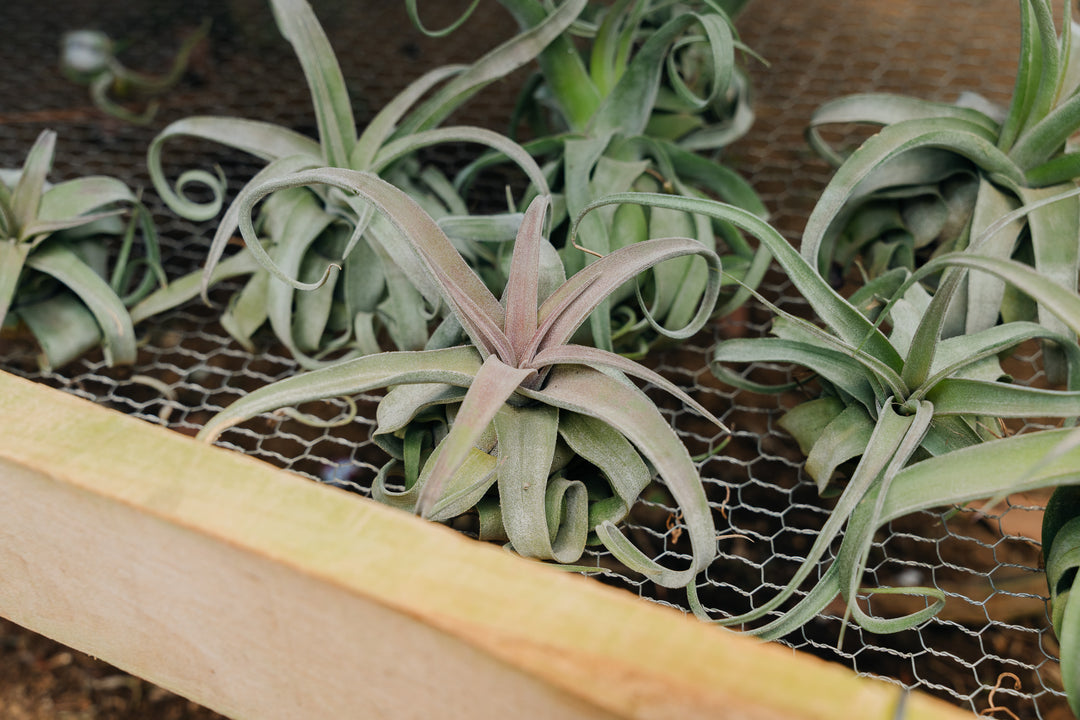 Sale: Up to 55% Off - Tillandsia Streptophylla Air Plants [10, 20, or 30 Pack]