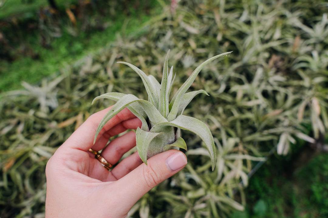 Sale: Up to 55% Off - Tillandsia Streptophylla Air Plants [10, 20, or 30 Pack]