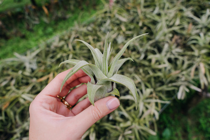 Sale: Up to 55% Off - Tillandsia Streptophylla Air Plants [10, 20, or 30 Pack]